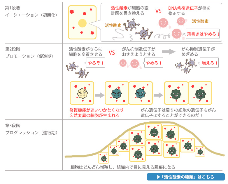 活性酸素が細胞を癌化する 活性酸素が細胞を癌化する