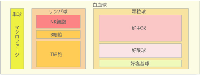 白血球の分類