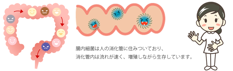 腸内細菌