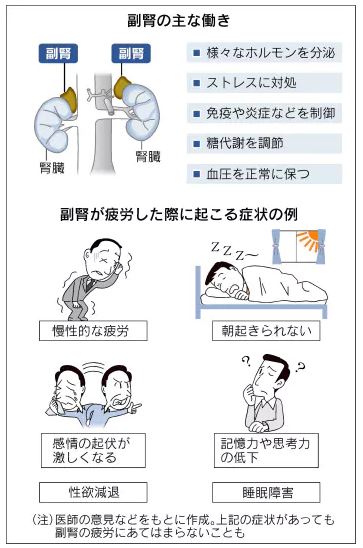 疲労、免疫力、炎症に！副腎と腸を元気にする！【しん健堂　ラクトファイバーＢ】