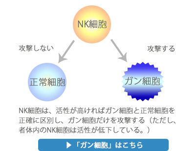 nk細胞はガン細胞だけを攻撃する