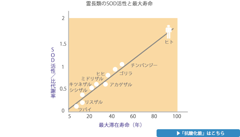 霊長類のSOD活性と最大寿命 霊長類のSOD活性と最大寿命
